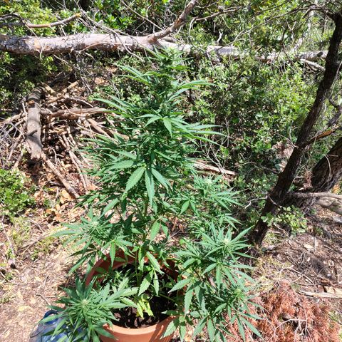 Fat Banana Automatic growlog timeline photo