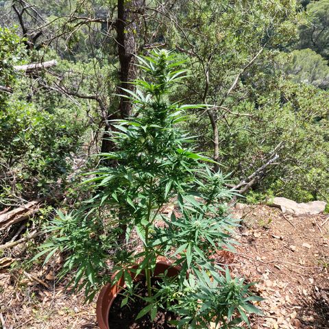 Fat Banana Automatic growlog timeline photo