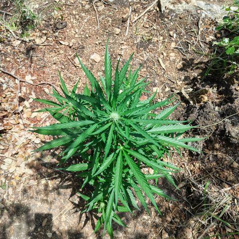 H1 growlog timeline photo