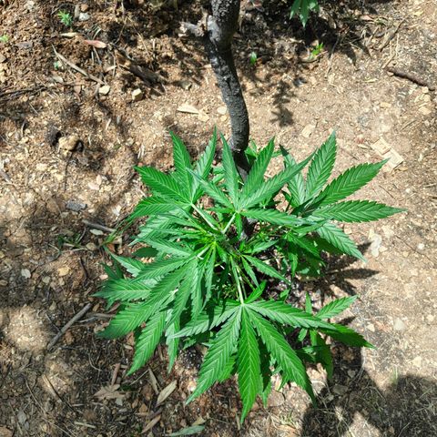 AK2 growlog timeline photo