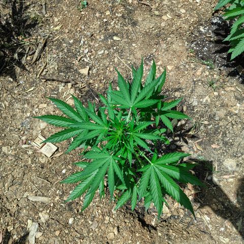 AK1 growlog timeline photo