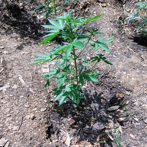 AK1 growlog timeline photo