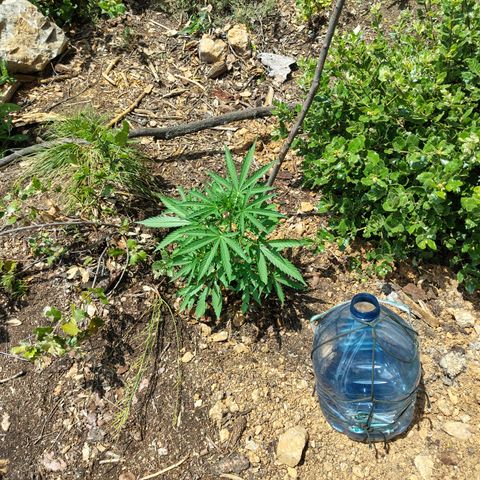 H3 growlog timeline photo
