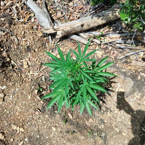 P3 growlog timeline photo