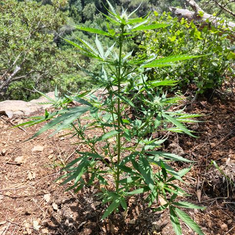 H1 growlog timeline photo