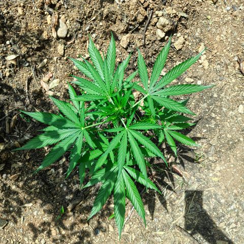 H2 growlog timeline photo