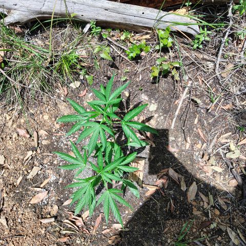 FAT3 growlog timeline photo