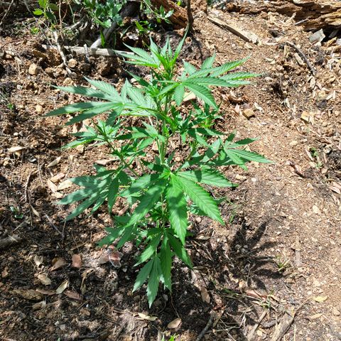 H2 growlog timeline photo