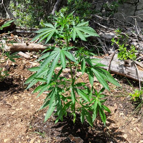P2 growlog timeline photo