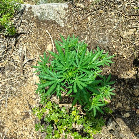 AK3 growlog timeline photo
