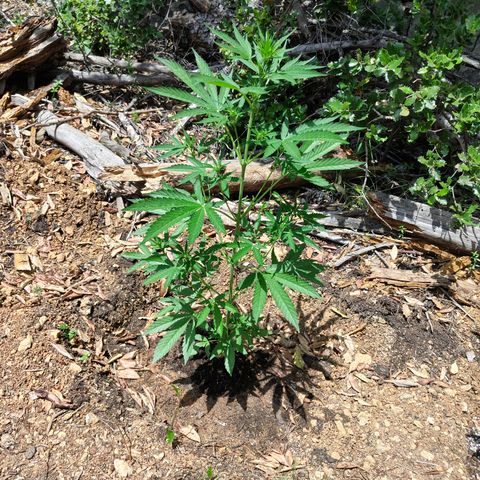 P3 growlog timeline photo