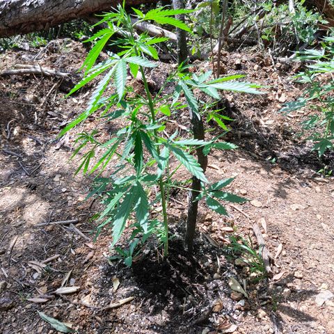 AK2 growlog timeline photo