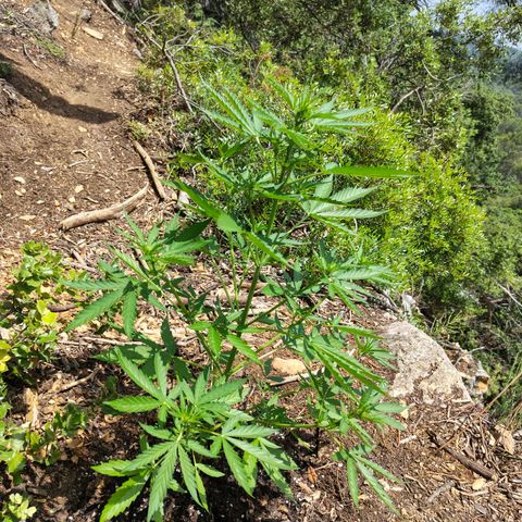 AK3 growlog timeline photo