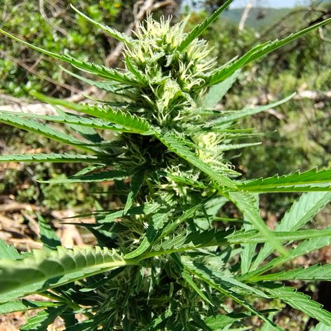 Fat Banana Automatic growlog timeline photo