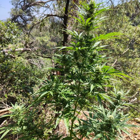 Fat Banana Automatic growlog timeline photo