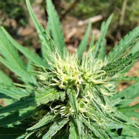 Fat Banana Automatic growlog timeline photo