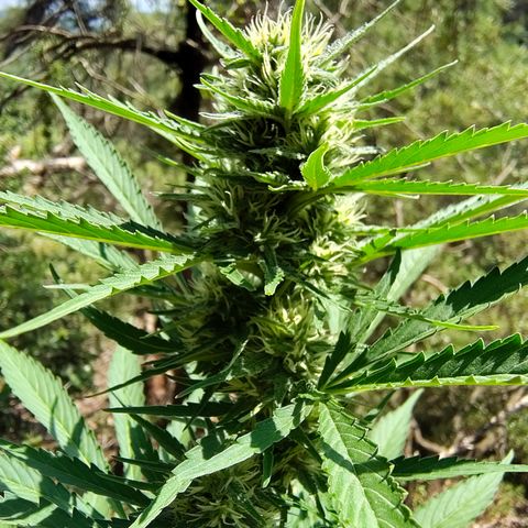 Fat Banana Automatic growlog timeline photo
