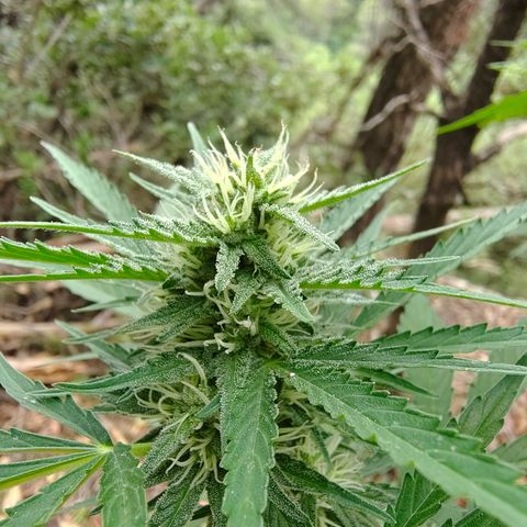 Fat Banana Automatic growlog timeline photo