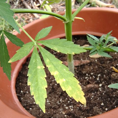 Fat Banana Automatic growlog timeline photo