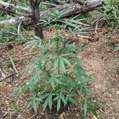 P1 growlog timeline photo