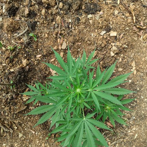 H2 growlog timeline photo