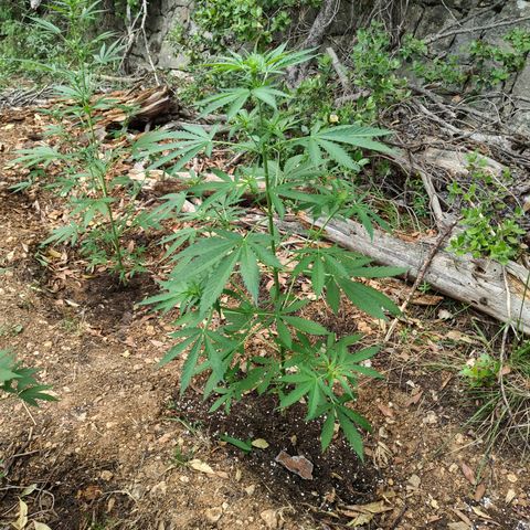 P2 growlog timeline photo