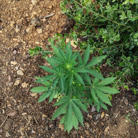 FAT1 growlog timeline photo