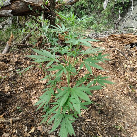 H2 growlog timeline photo
