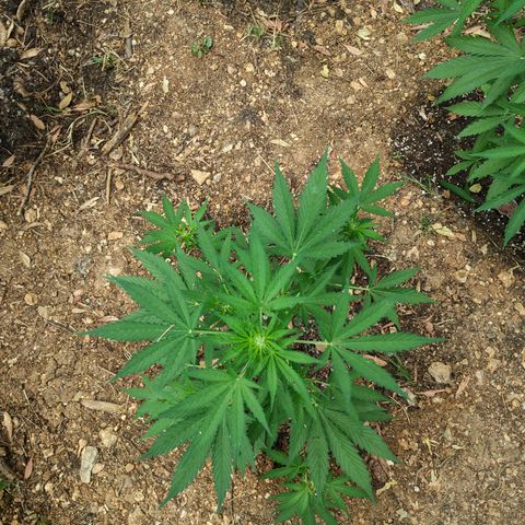 AK1 growlog timeline photo