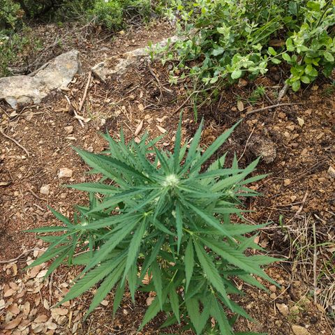 H1 growlog timeline photo