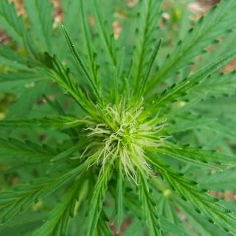 AK3 growlog timeline photo