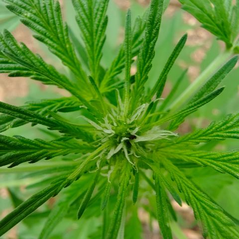 AK1 growlog timeline photo