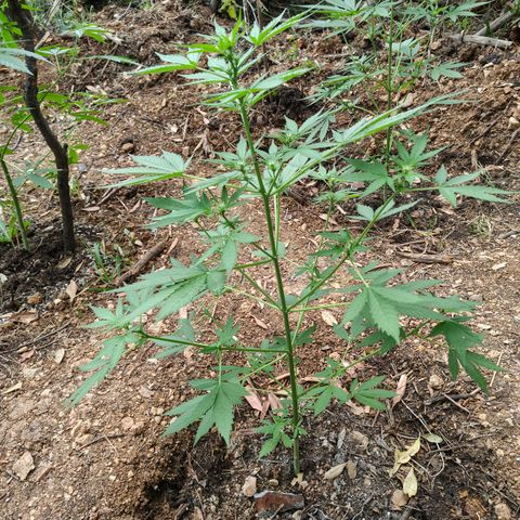 AK1 growlog timeline photo