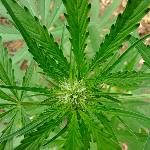 H2 growlog timeline photo