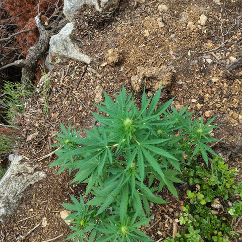AK3 growlog timeline photo