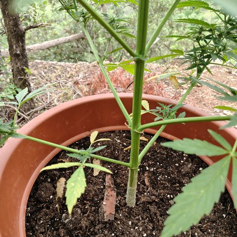 Fat Banana Automatic growlog timeline photo