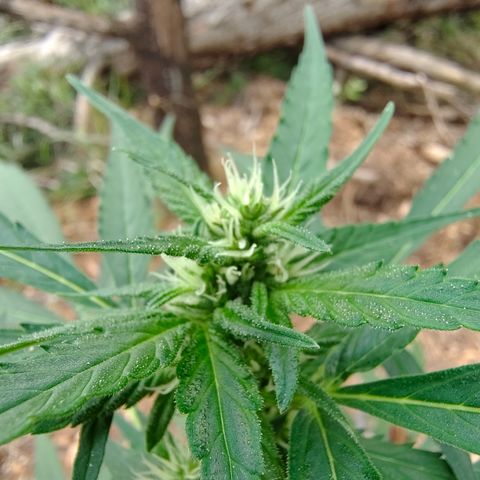 P1 growlog timeline photo