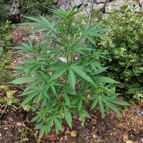 H3 growlog timeline photo