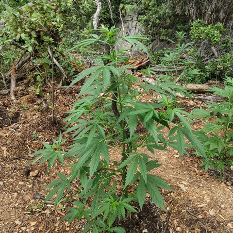AK2 growlog timeline photo