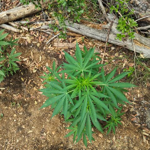 P2 growlog timeline photo