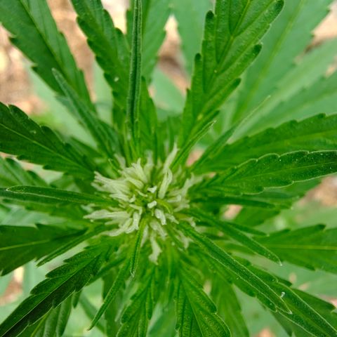 P3 growlog timeline photo