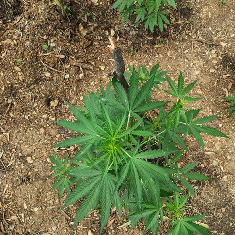 AK2 growlog timeline photo