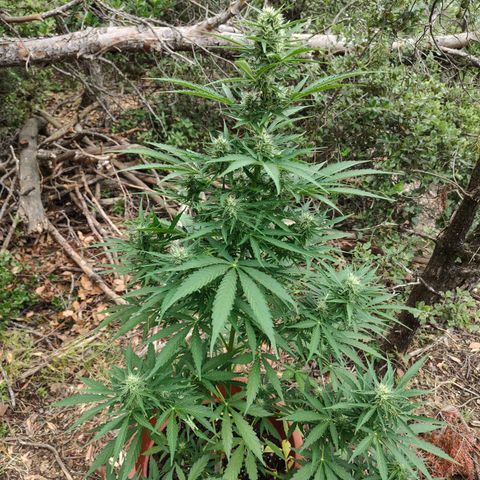 Fat Banana Automatic growlog timeline photo