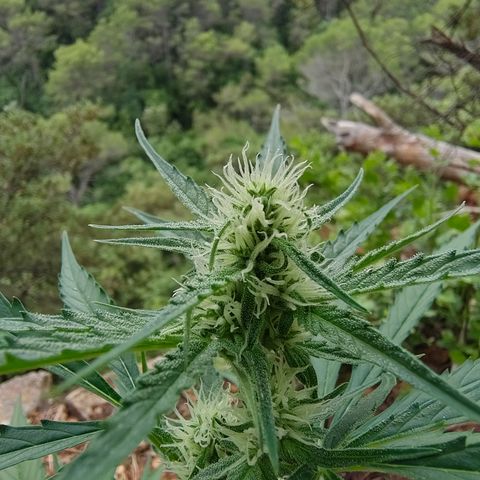 H1 growlog timeline photo