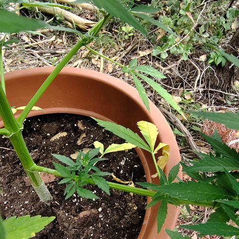 Fat Banana Automatic growlog timeline photo