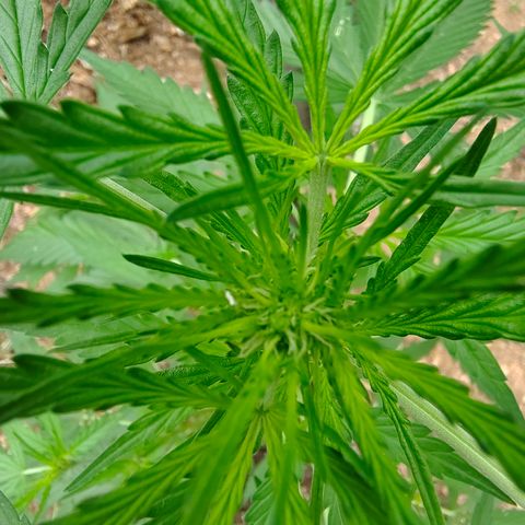 AK2 growlog timeline photo