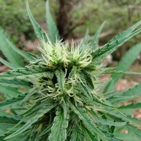 Fat Banana Automatic growlog timeline photo