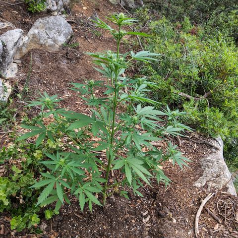 AK3 growlog timeline photo