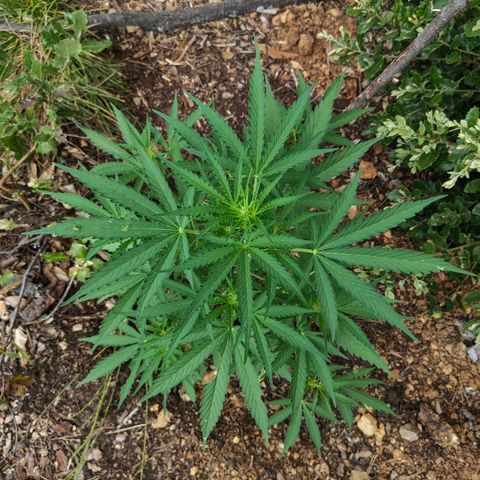 H3 growlog timeline photo