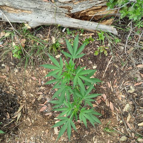FAT3 growlog timeline photo